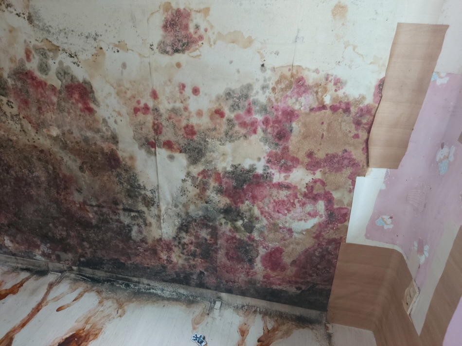 3034925698_xKwAcM7F_11a626e9360aed09dc08583e2a081b349ca0863a.jpg 이미지크게보기